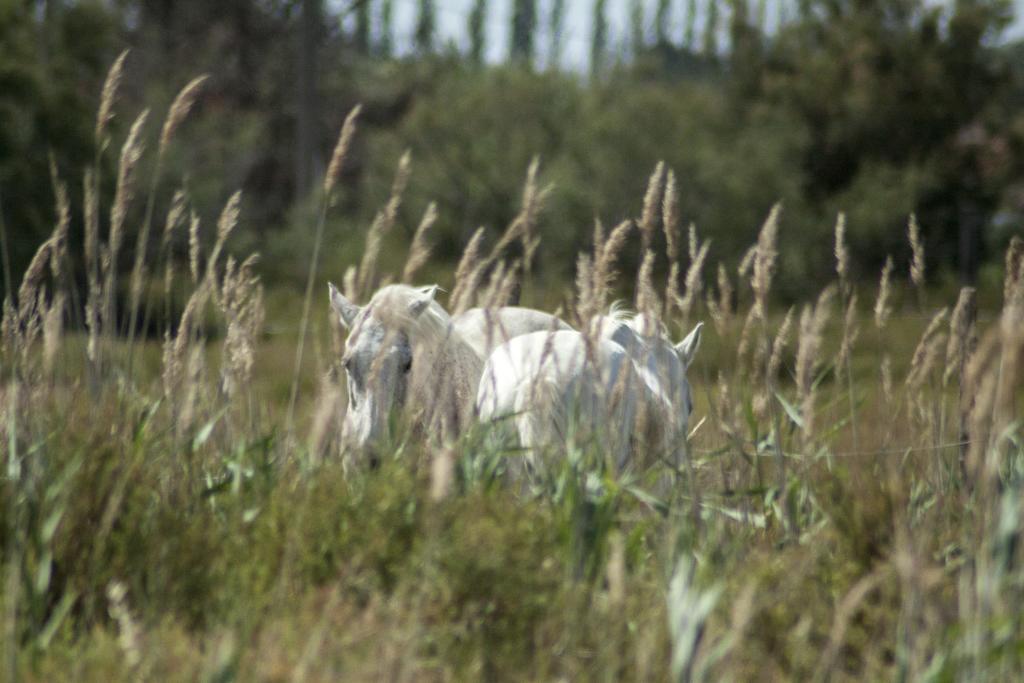 Bergerie D'alivon En Camargue Arles